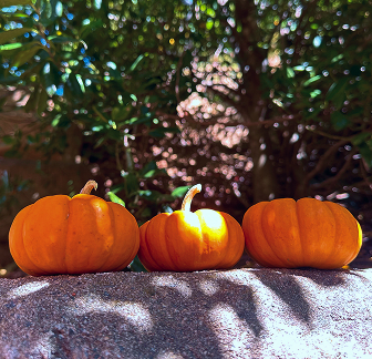 Why choose AVL Pumpkins