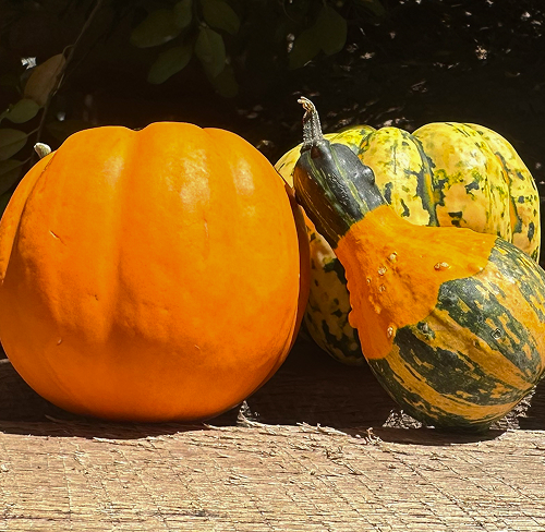 Why Choose Asheville Porch Pumpkins  - Asheville's Original Pumpkin Delivery Service